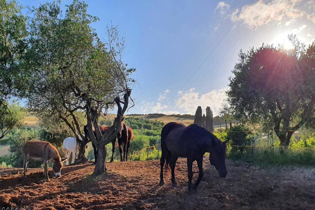 Appartamento Il Nido Volterra Kültér fotó